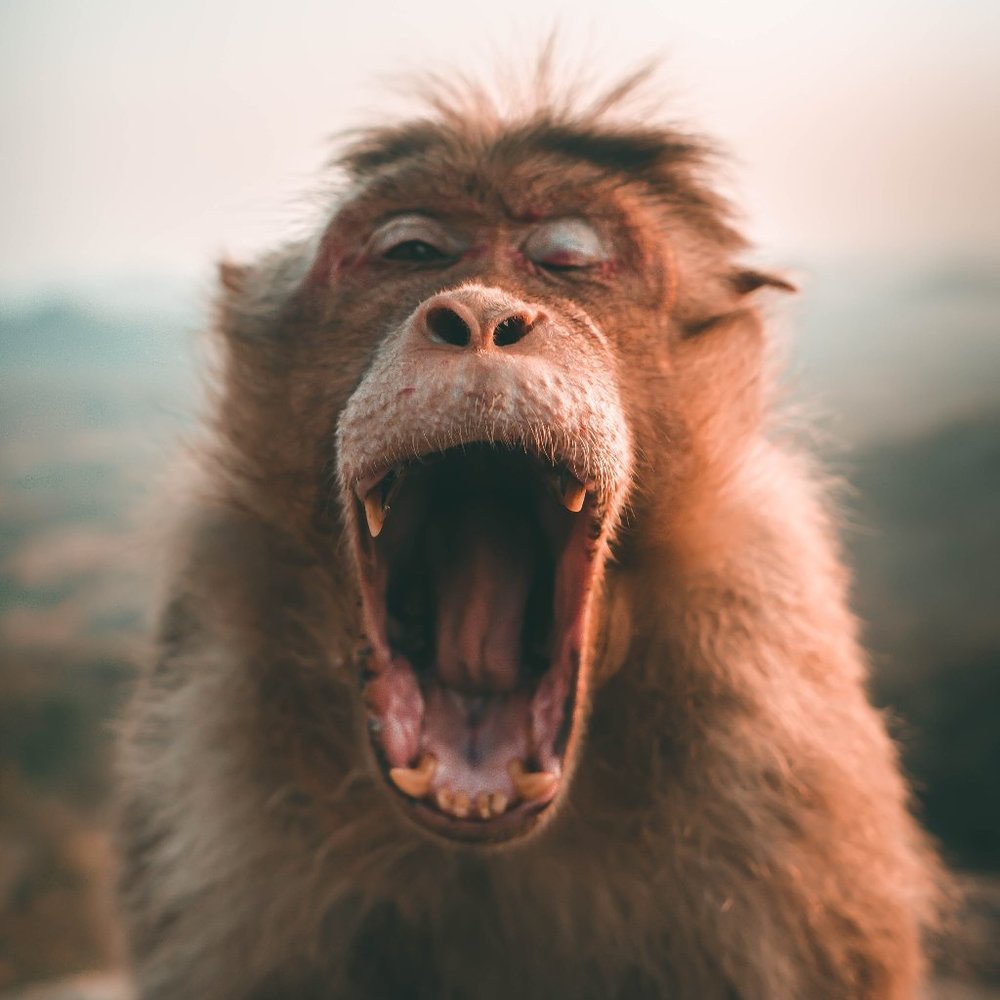 Meet your Posher, Autumn